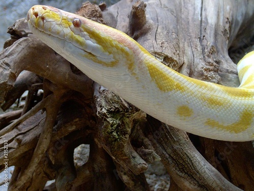 schlange - python