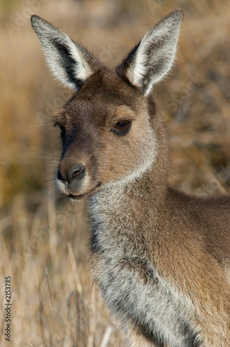 australian kangaroo