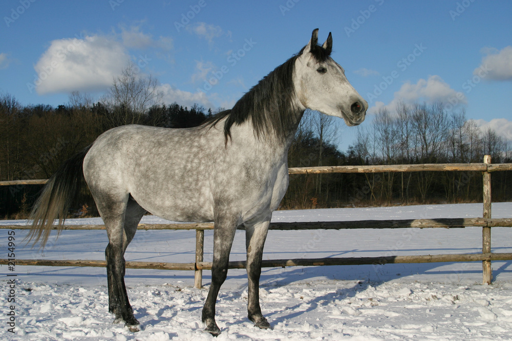 arabian horse, shagya arab