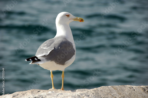 seagull portrait