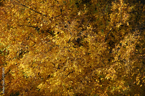 autumn tree