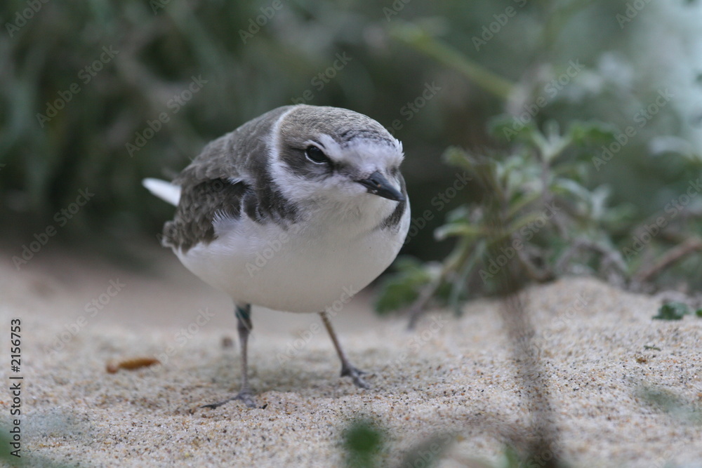 semipalmated plover