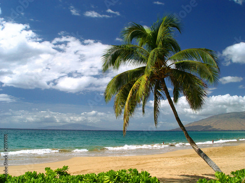 Fototapeta Naklejka Na Ścianę i Meble -  Beach in Mui hawaii, tropical island vacation, single palm tree on quiet empty beach