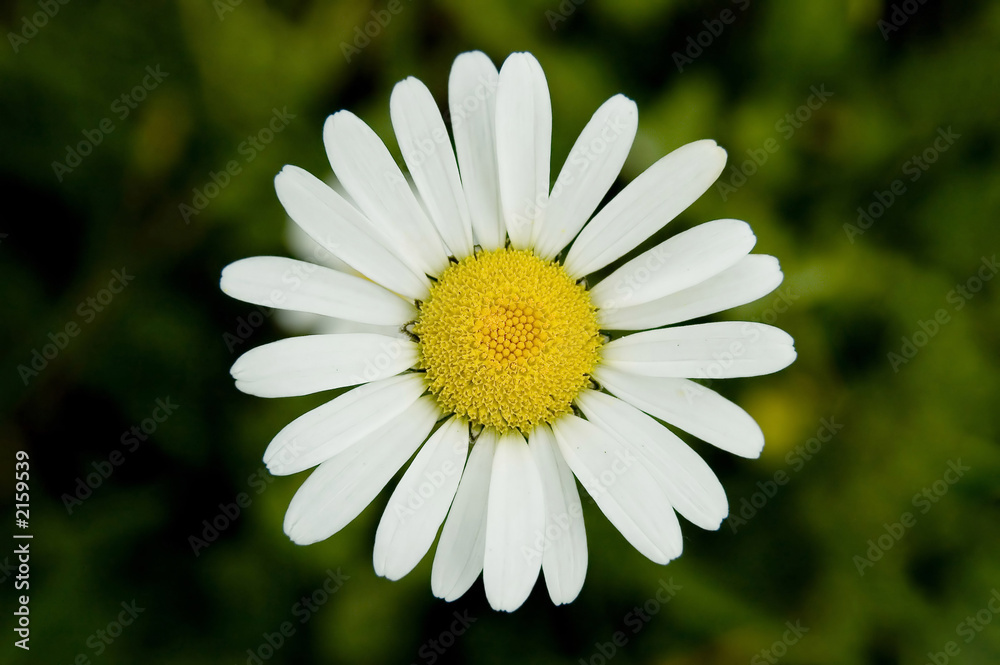 Obraz premium daisy in macro mode.