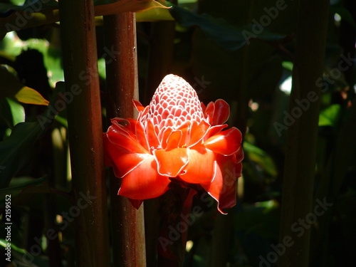 ginger plant flower photo