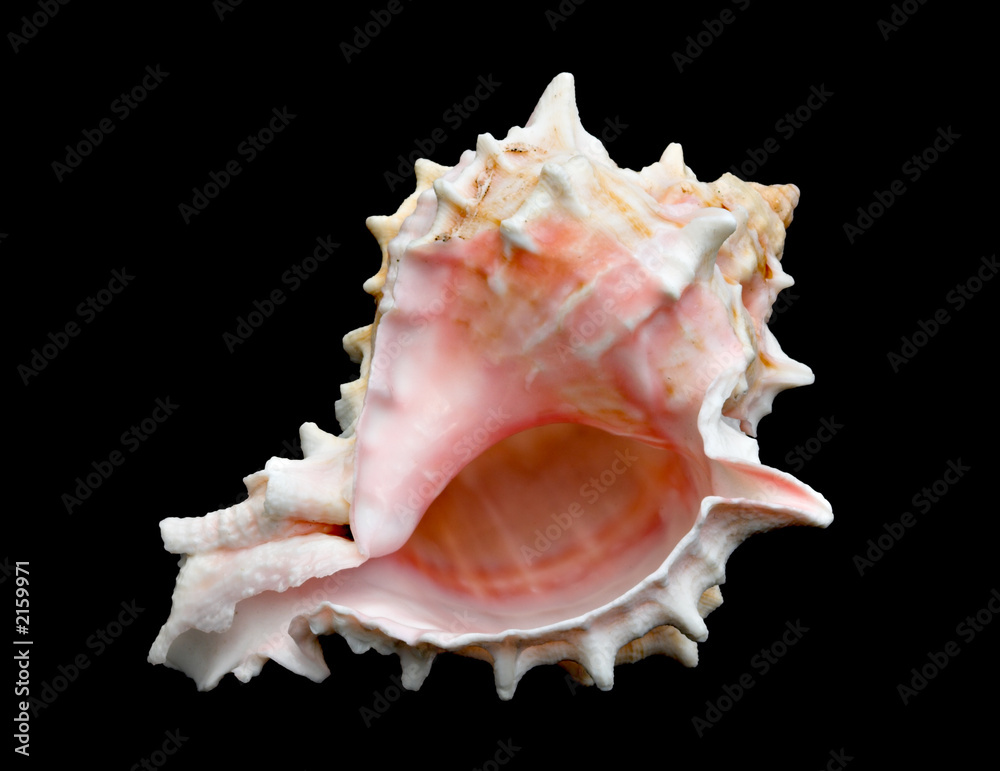 seashell over black #8 (conch) seashell over black #8 (conch)