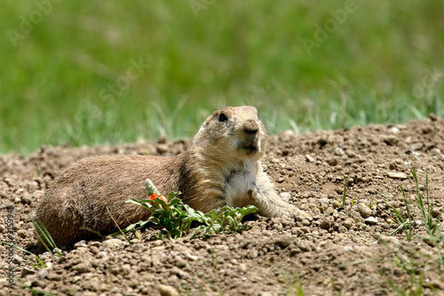 prairie dog