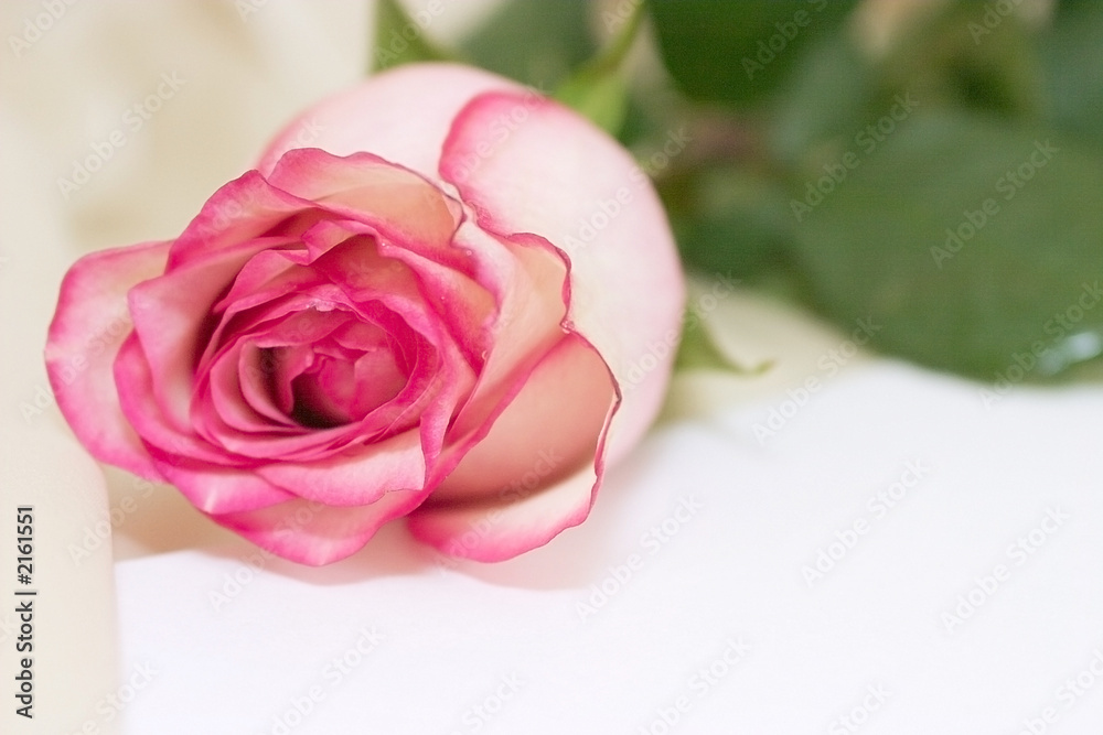 Fototapeta premium rose