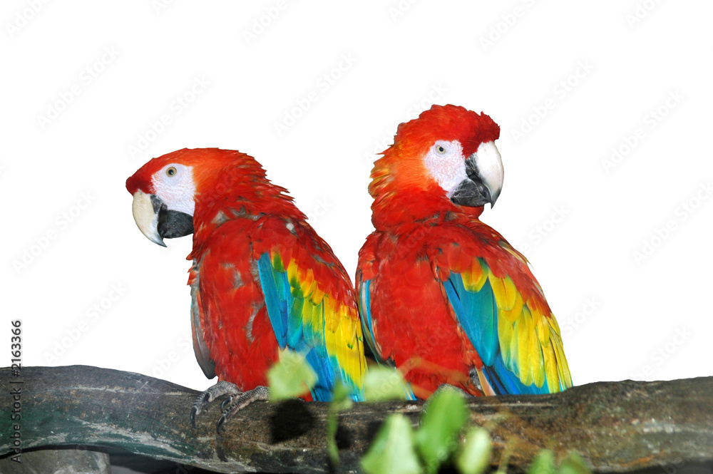 parrots