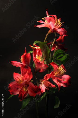 stargazer lilies