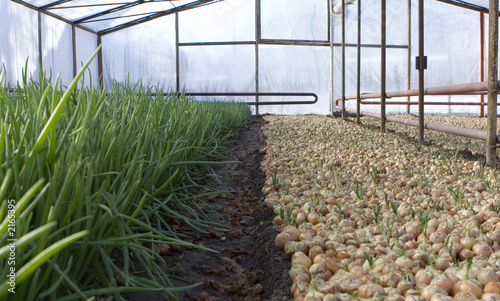 greenhouse, onion