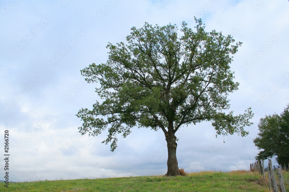 arbre isolé arbre isolé