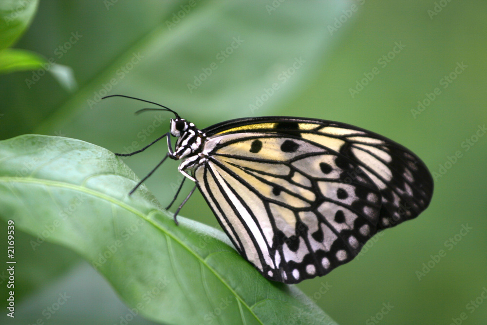 butterfly butterfly