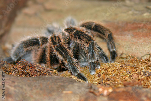 tranantula spider