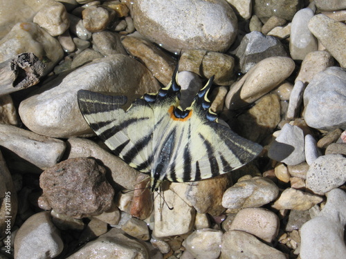 schwarz weißer schmetterling photo