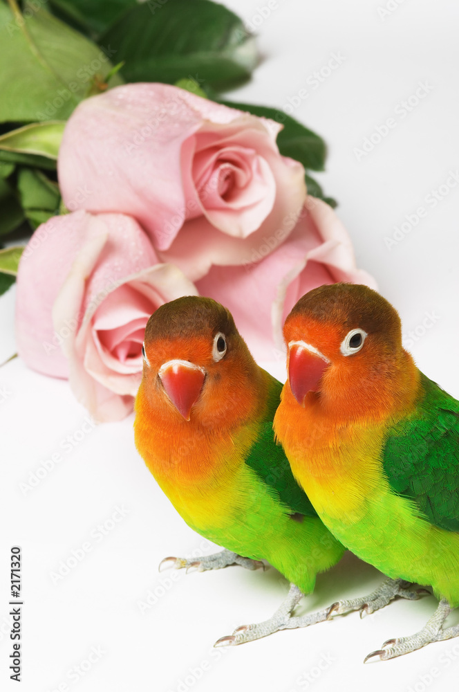 lovebirds and pink roses
