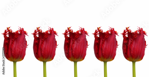 tulpen photo