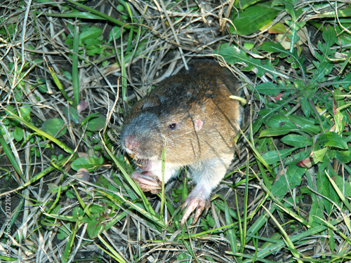 pocket gopher photo