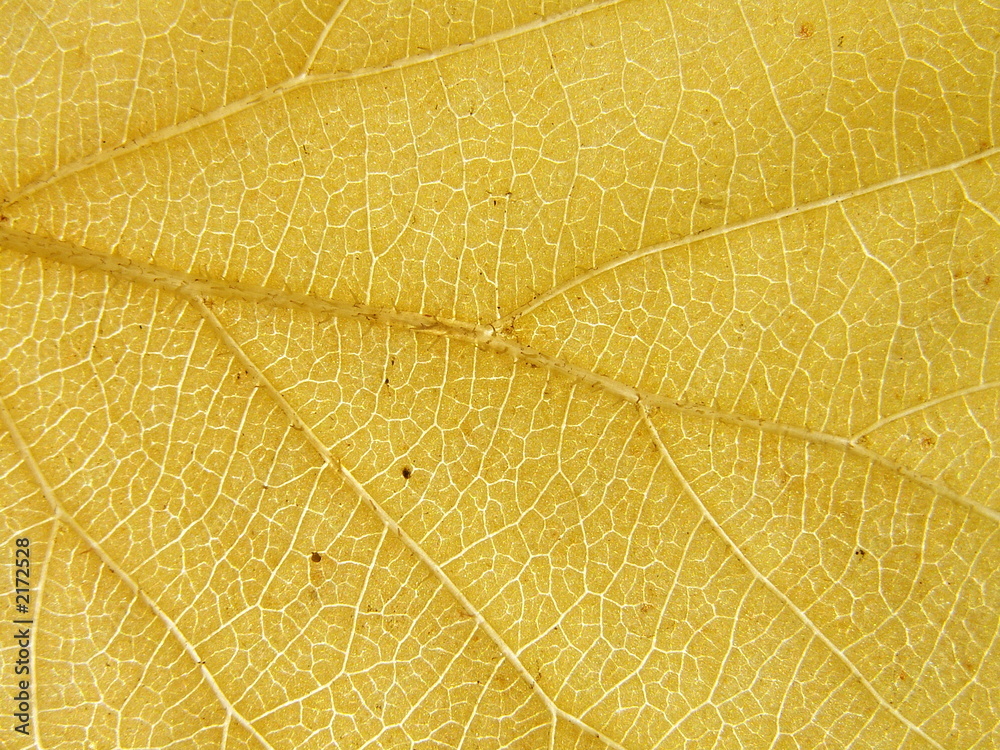 Obraz premium yellow leaf