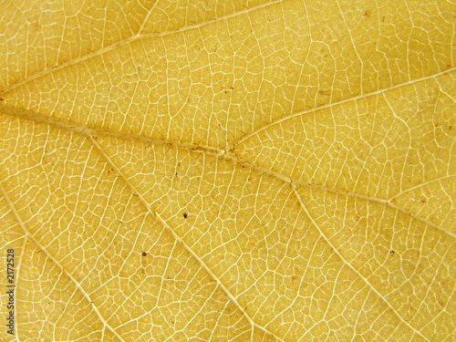 yellow leaf © jonnysek