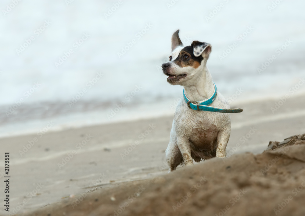 small dog on the beach