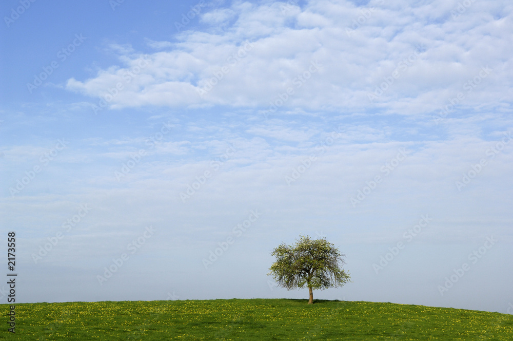 arbre solitaire arbre solitaire