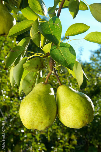 two pears photo
