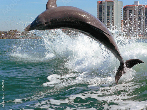 clearwater dolphin