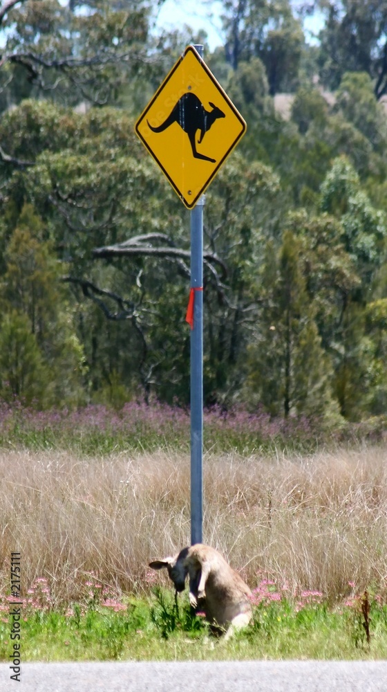 kangaroo warning