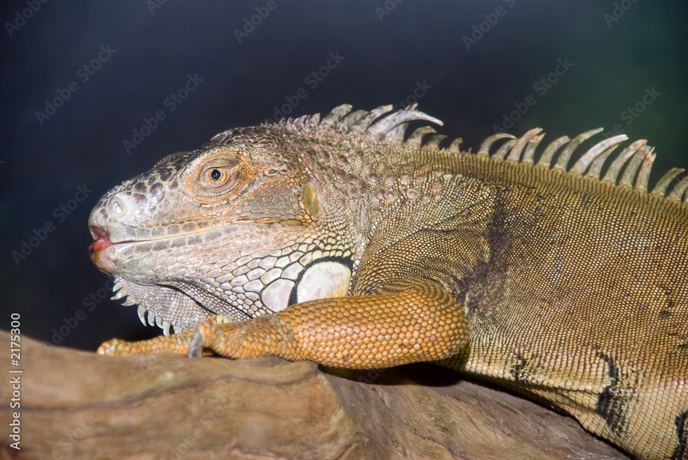 Obraz premium iguana