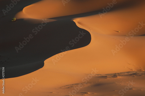 sahara desert photo