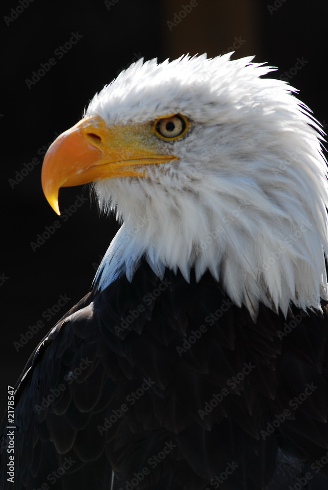 Obraz premium aigle pecheur