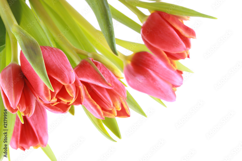 Obraz premium beauty in red