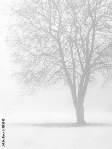 bare tree in winter fog