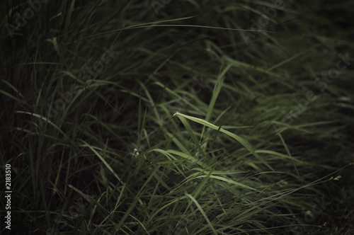 dark grass catch light