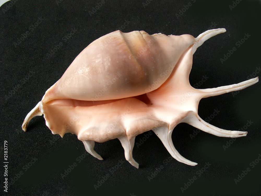 shell