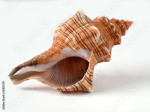 Fotografia shell