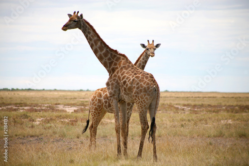 girafes - parc etosha en namibie
