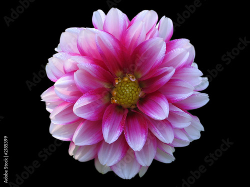 dahlia