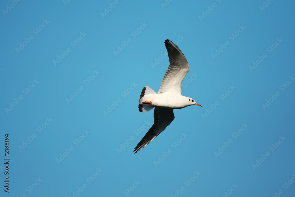 Obraz premium open wings - seagull