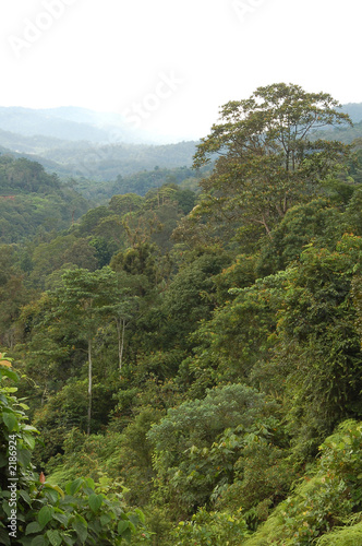 forest2
