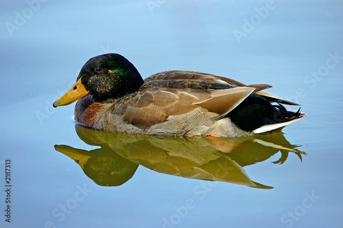 duck with reflection in lake