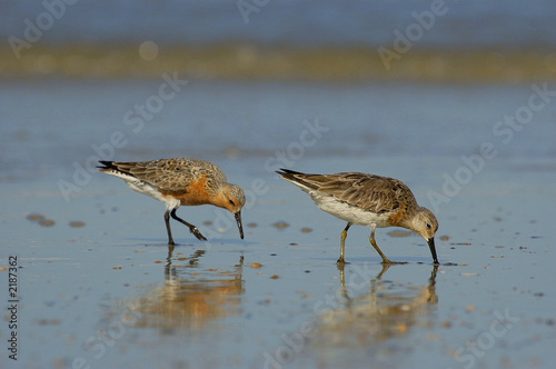 florida sandpipers