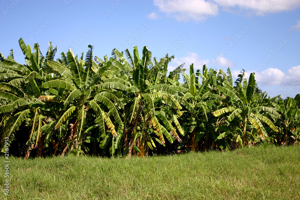 plantacion de banana
