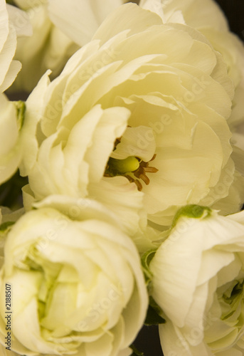 peony flowers