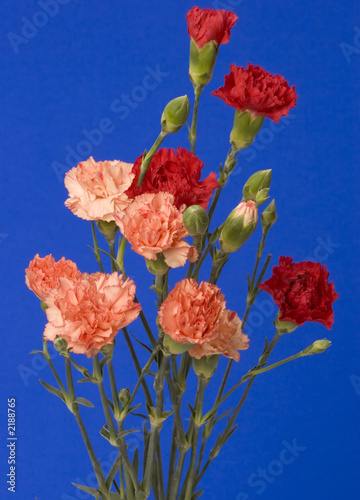 Fototapeta Naklejka Na Ścianę i Meble -  red rose & carnation