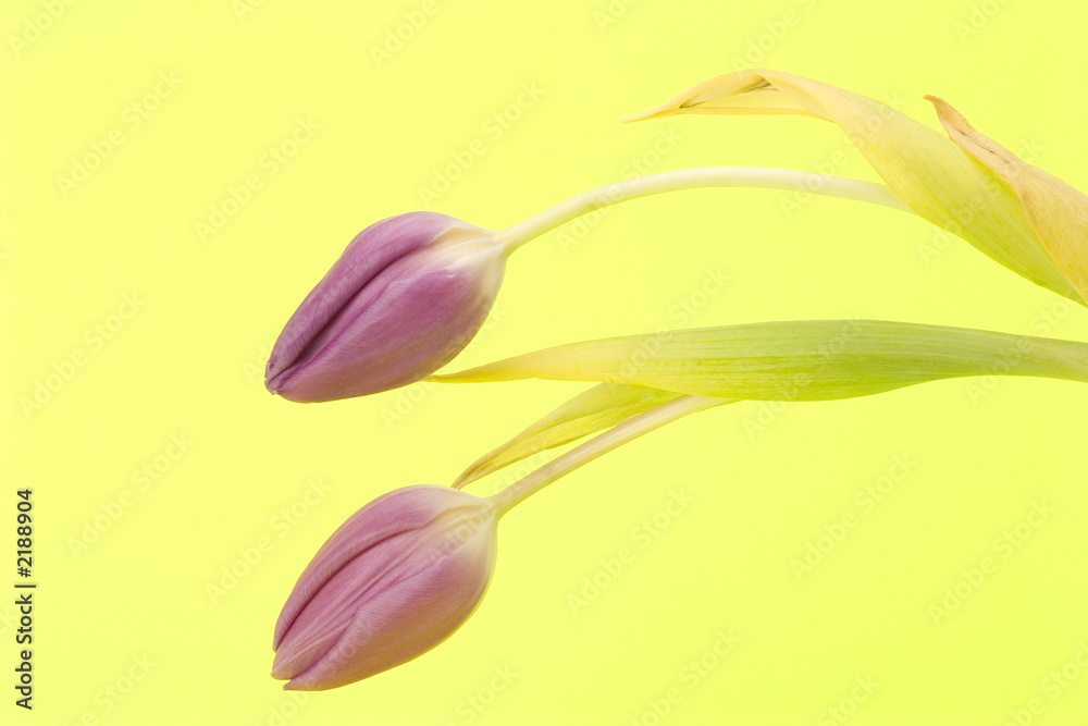 tulips