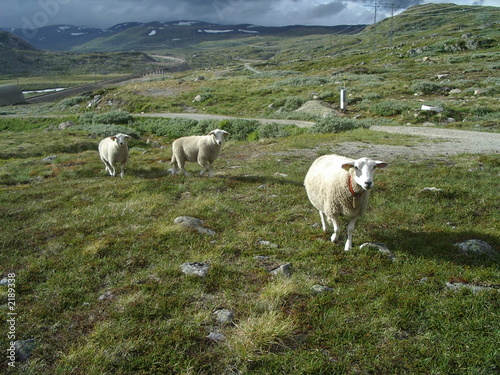 three little sheeps