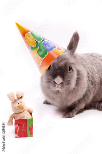 bunny and a toy-bunny in the box