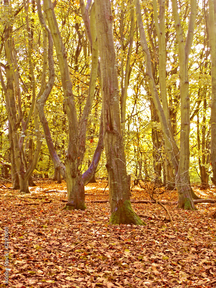 Fototapeta premium autumn forest